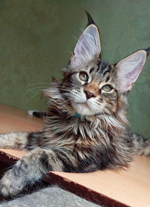 Шикарные котята  для Вас! Питомник "Fluffy Tale"
