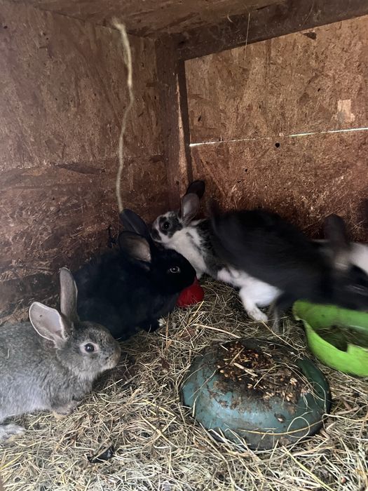 Iepuri uriasi german ,Fluture german