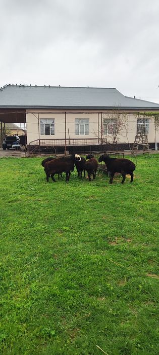 Осы 5 Кошкар сатылады