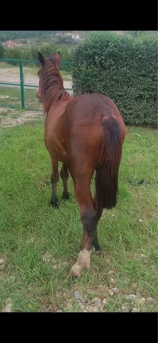 Vand manza trotineta