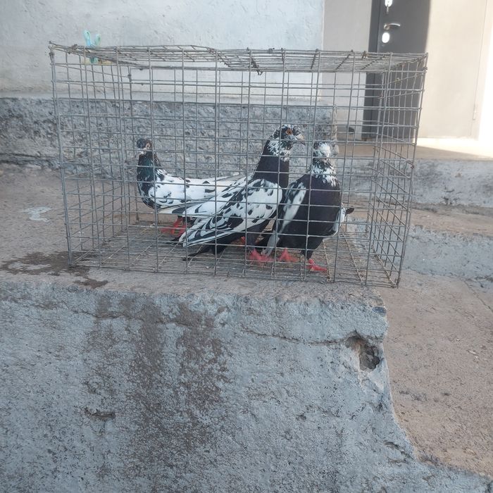 Сочи 2 пара гатовый лет с игрой