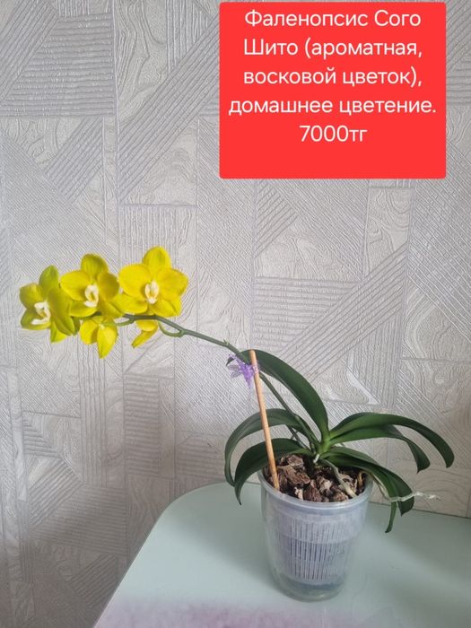 Продам домашние растения эсхинантус, орхидея, алоэ вера