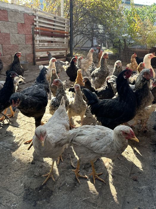 Куры домашнее животное