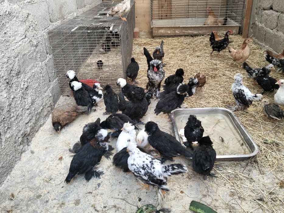 Pui de rasa struma bantam