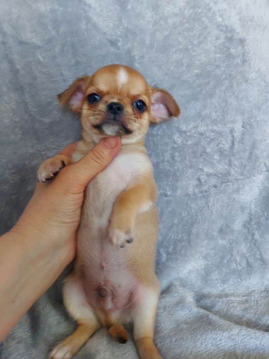 Продаю щенка чихуахуа