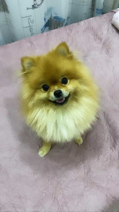 На вязку померанский шпиц.