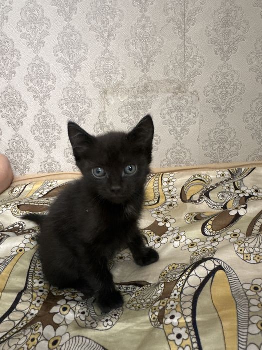 Отдам котят в добрые руки !!!