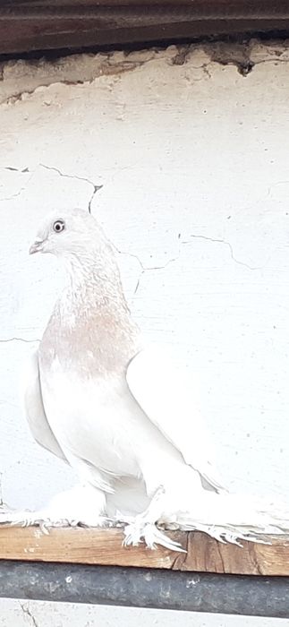 Продам голубей !