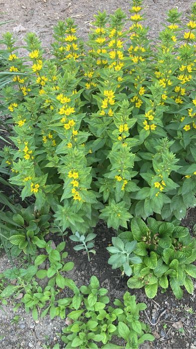 Продам рассаду цветов с сада