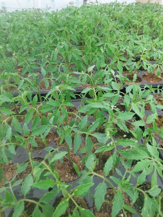 Rasaduri de legume Profesionale...