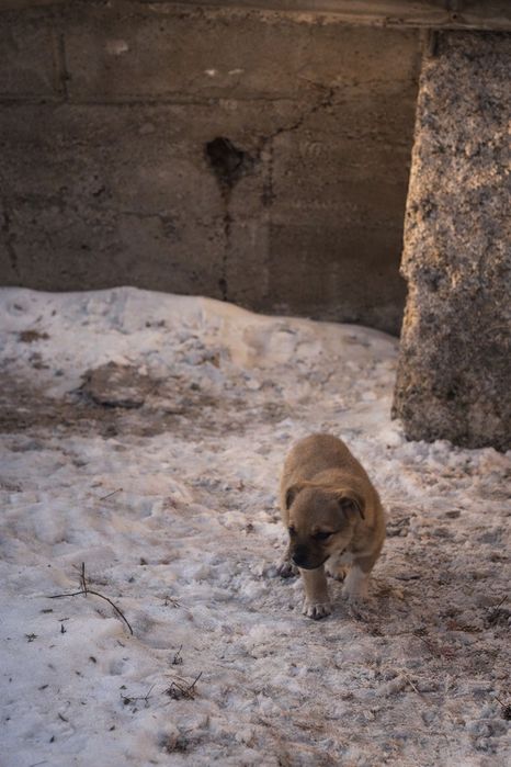 Щенки 3 мес. В добрые руки!