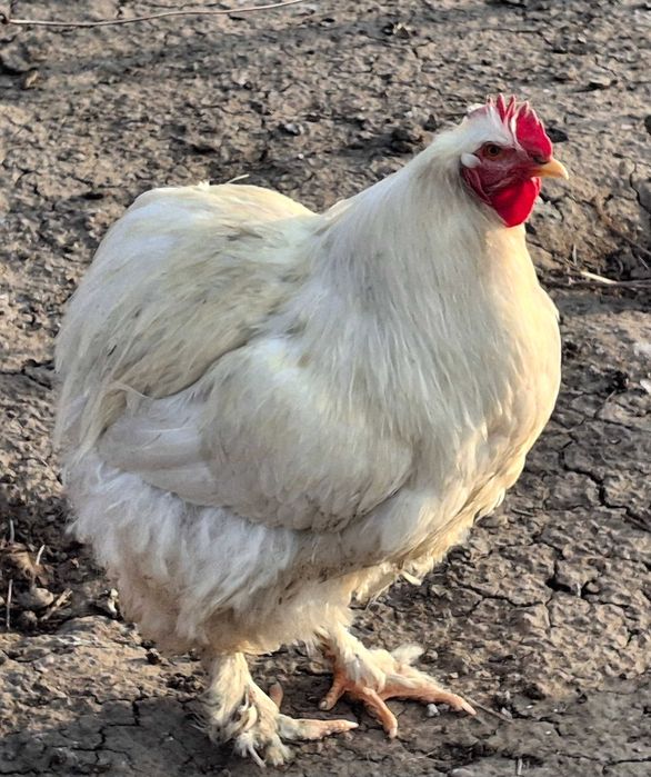 Cocos cochi de vanzare