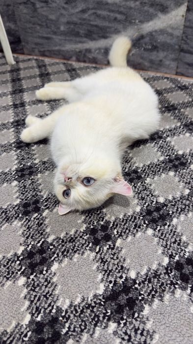 Британский поинт