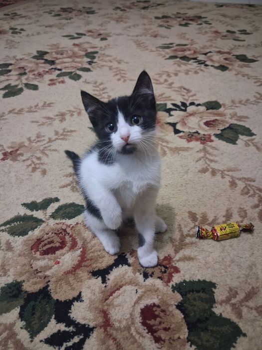 Отдам котят в добрые руки