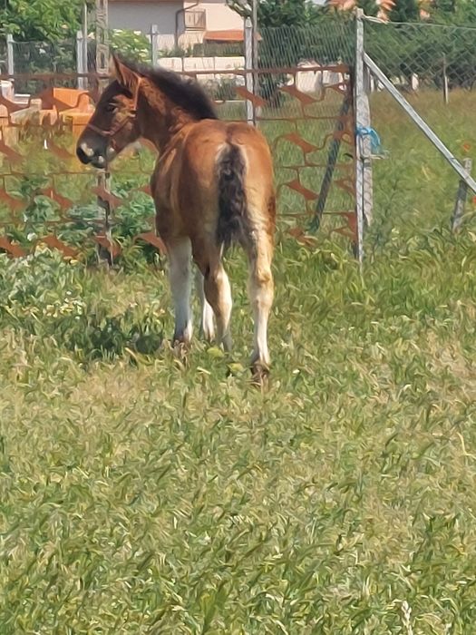 Vând iapă murgă de 5 ani cu mânză de 2 luni.