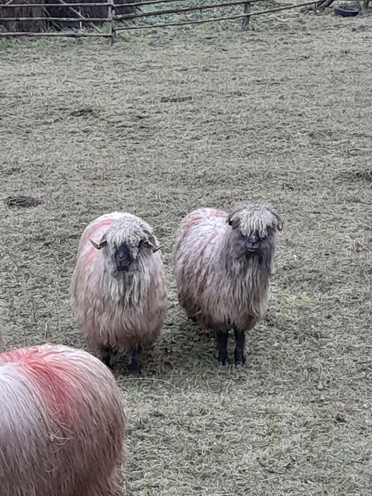 Vand oi bocalai de luncani