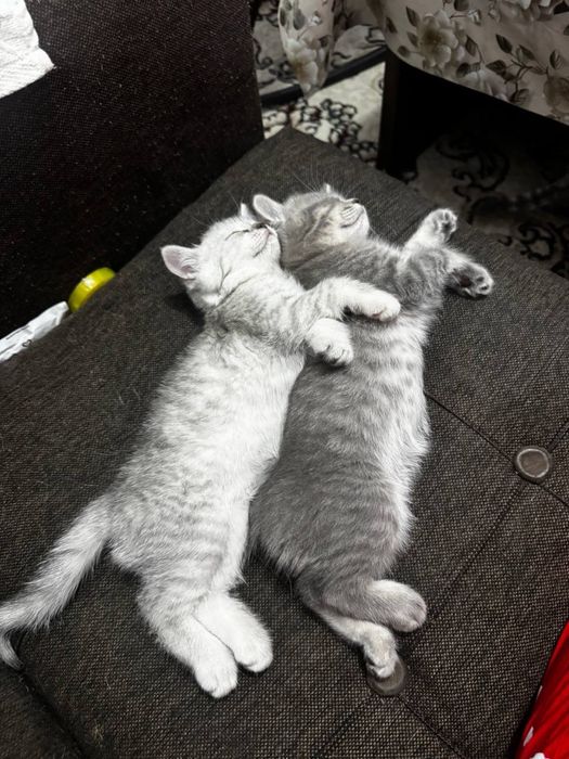 Scottish fold stryat
