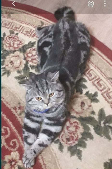 Продам  шотландских  котят