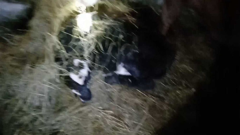 12 телят подсосных