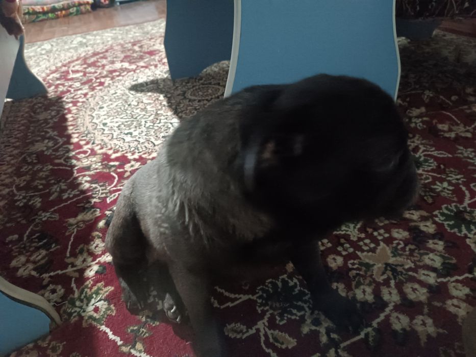 Мопс девушка красивая