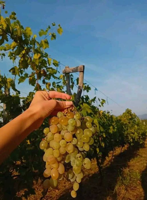 Vând drajoni de zmeură polka si stoloni căpsuni