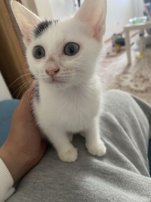 отдам котенка на добрые руки