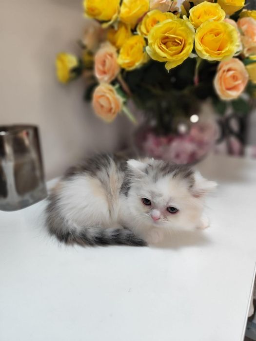 Fetița Scottish Straight tricoloră