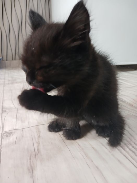 Отдам котенка  бесплатно
