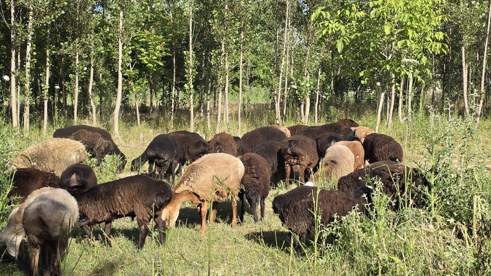 Куйлар курбонликка