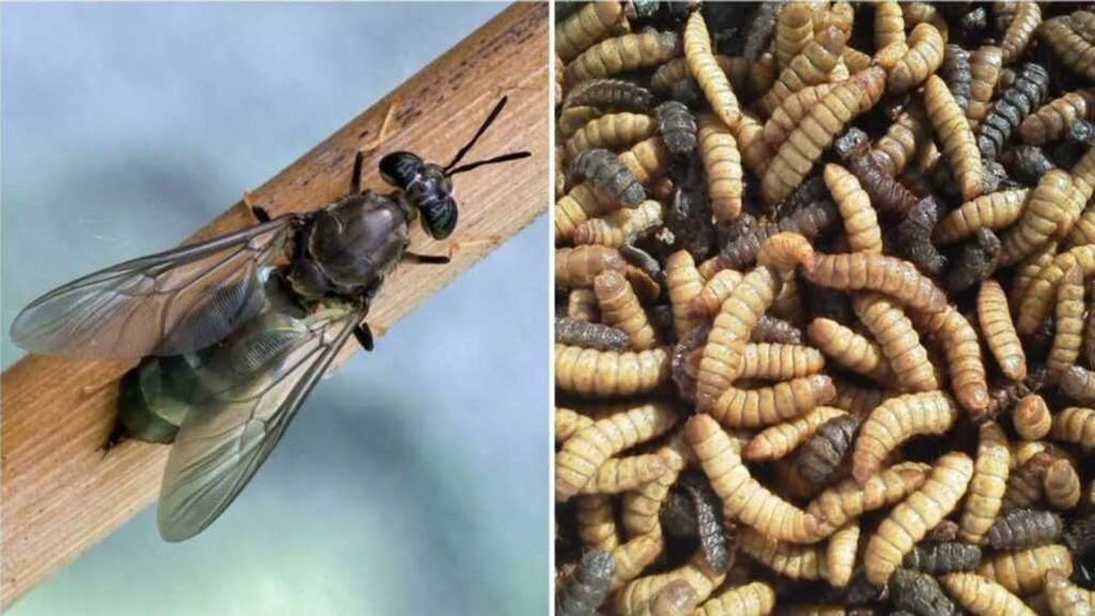 Яйца мухи Чёрная львинка /qora askar  tuxumlari