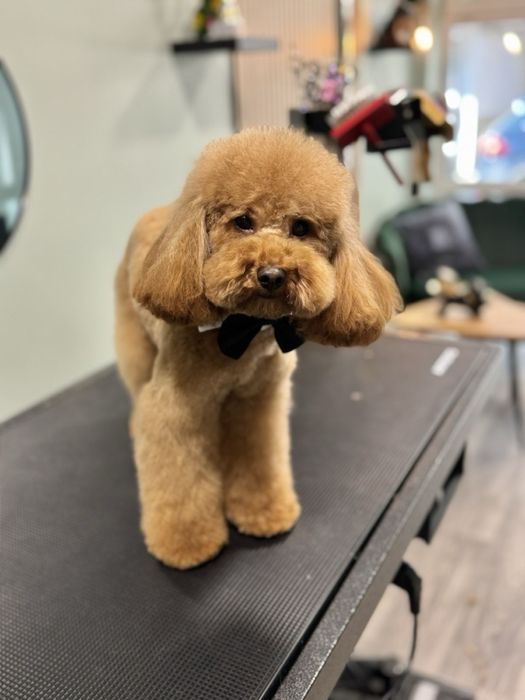 Той пудел, мини пудел