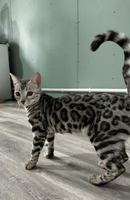 Бенгальска кошечка