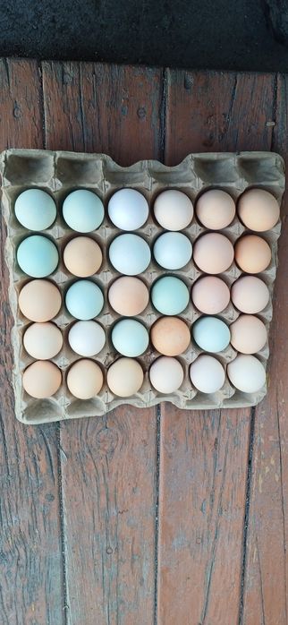 Продам  инкубационные куринные  яйца