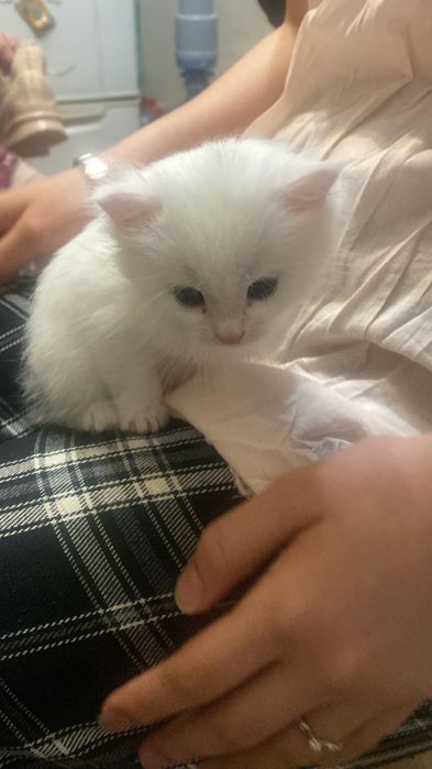 Котенок в добрые руки