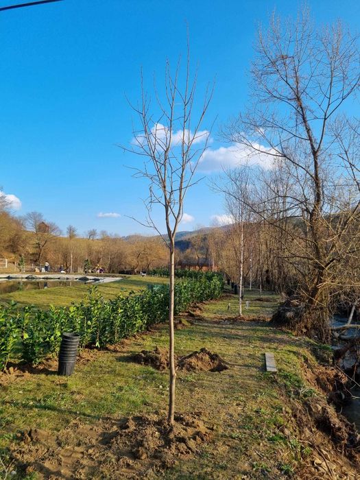 Mestecan tei platan etc.