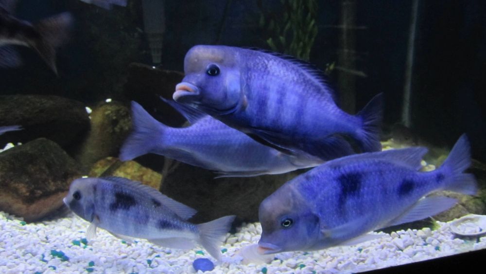 Голубой дельфин подростки