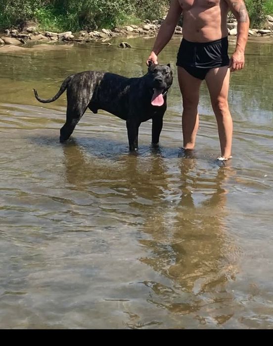 Преса канарио!!!