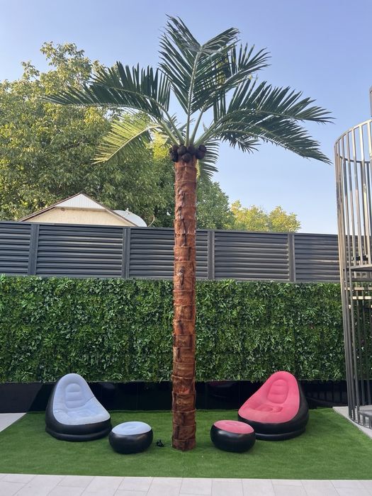 Суний пальма — премиум сифат. Республика бўйича етказиб бериш