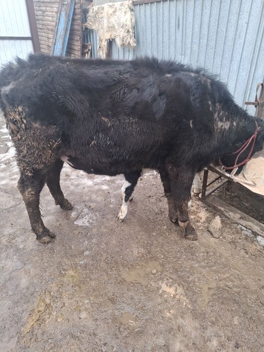 Еки бас бузаулы кашарлар