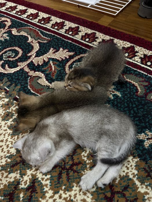 Scottish fold голубые глаза