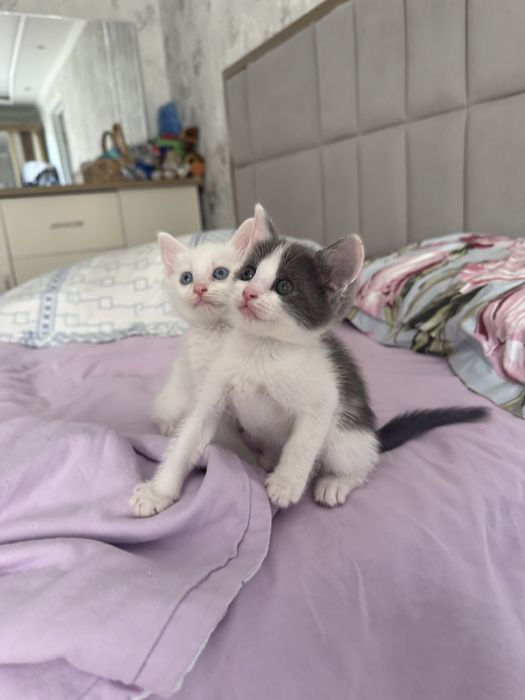 Отдаются котята в добрые руки
