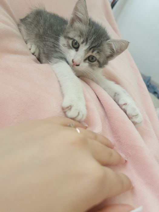 Мысык беріледі срочно‼️‼️