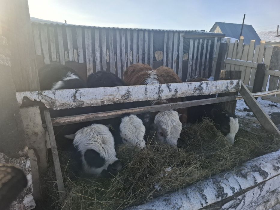 Продам с откорма молодняк годовалые