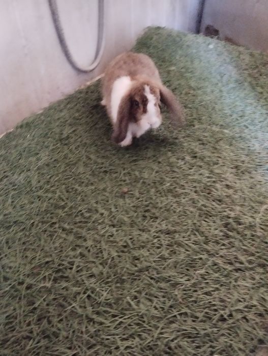 Сотилади куенлар минилоп сплит