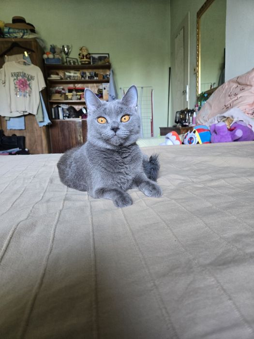 Британска котка, Породиста с паспорт