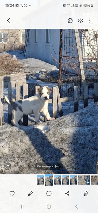 Продам 
Возраст: 2 месяца
Очень крепкие, акт