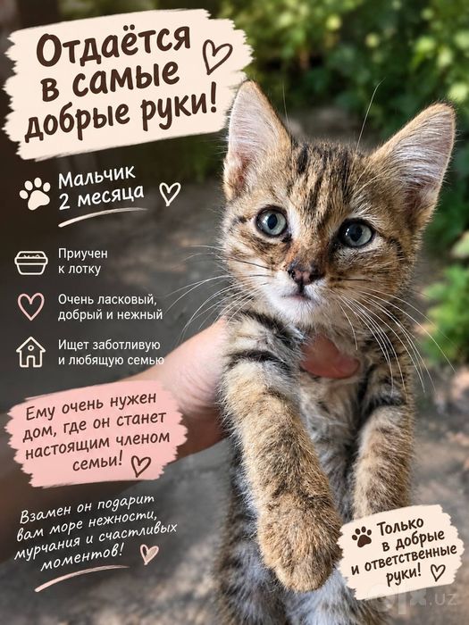 В добрые руки очень ласковый котенок