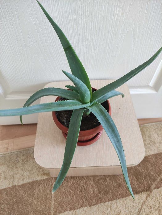 Алоэ лечебное растение - 2000