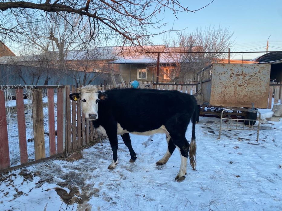 Продается стельная дойная корова