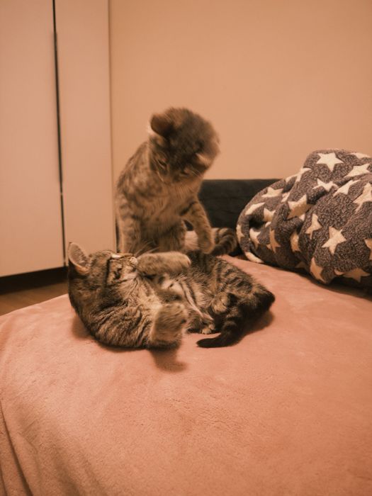 Котенок в добрые руки